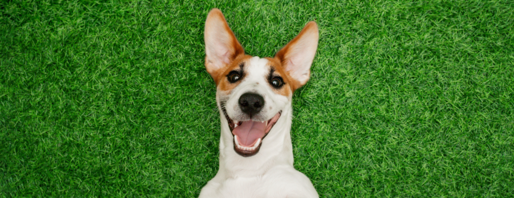 dog on turf